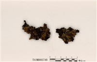 藏品(朝比奈島衣)的圖片